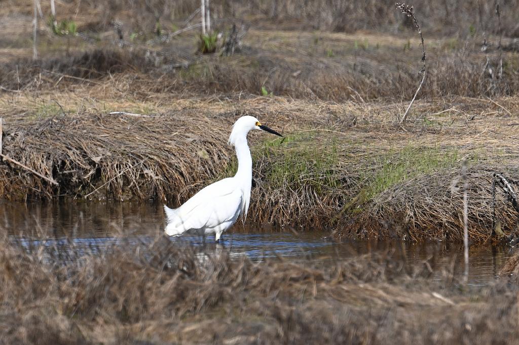 2025-04286675 Parker River  NWR, MA.JPG - Snowy Egret. Parker River National Wildlife Refuge, MA, 4-28-2025